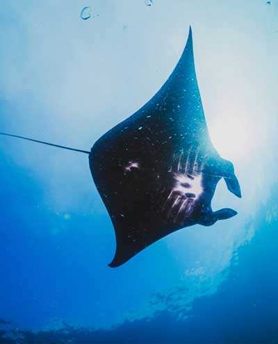 Snorkeling at Manta Bay Nusa Penida